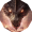 Rise of Dragons: War донат